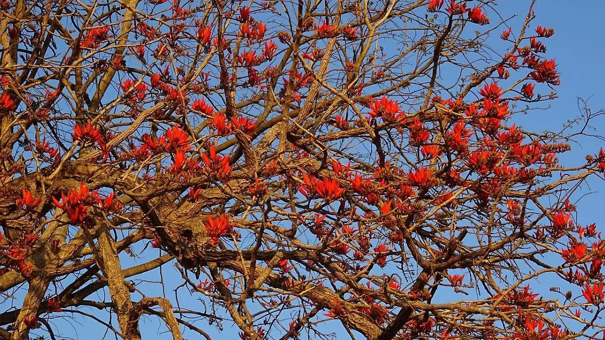 Árbol colorín Erythrina coralloides